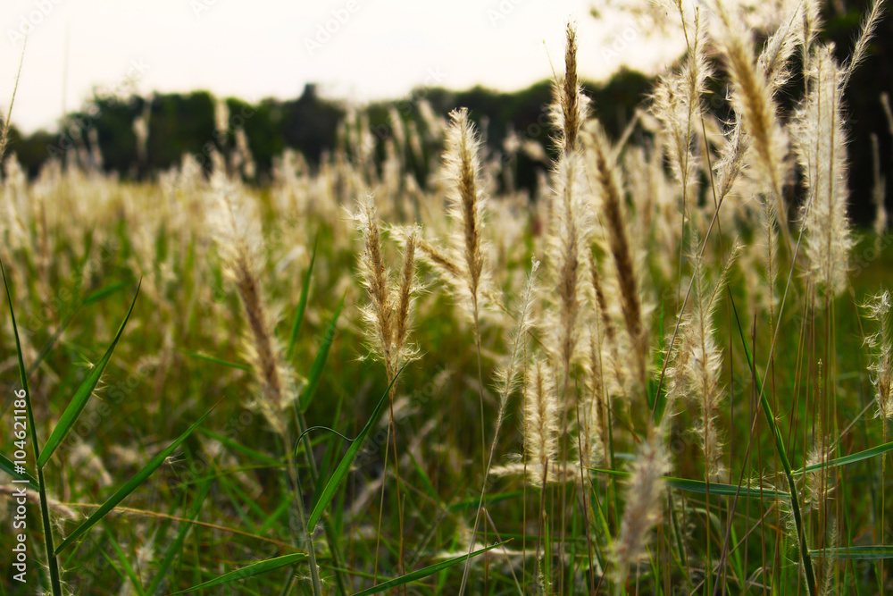 Imperata cylindrica Beauv under moring sunshine Imperata cylindrica Beauv under moring sunshine