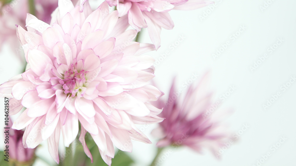 Beautiful pink flowers on a white background text area.