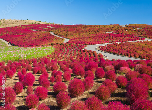 Beautiful kochias hill in autumn season at Hitachi seaside park , Ibaraki prefecture , Japan photo