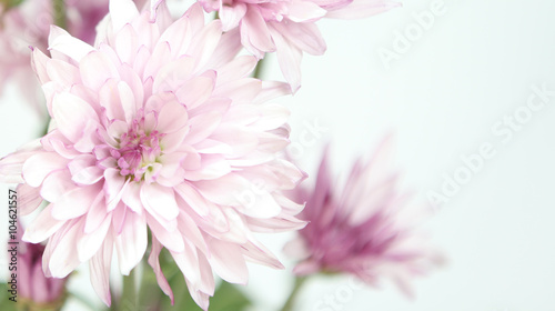 Beautiful pink flowers on a white background text area. © cpdprints