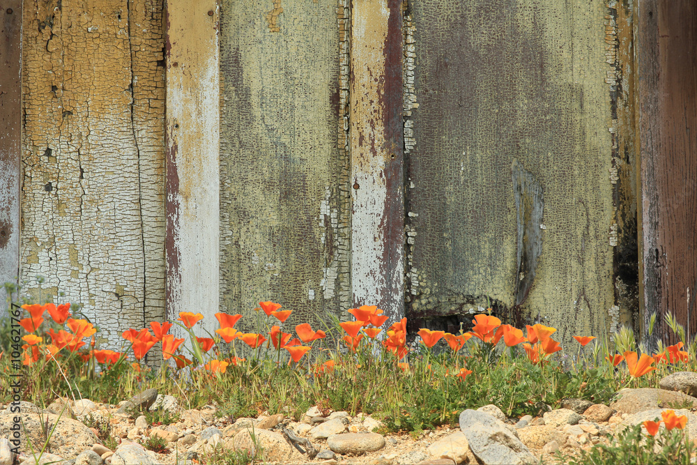Fototapeta premium Bright orange California poppies growing alongside a weathered wooden fence.