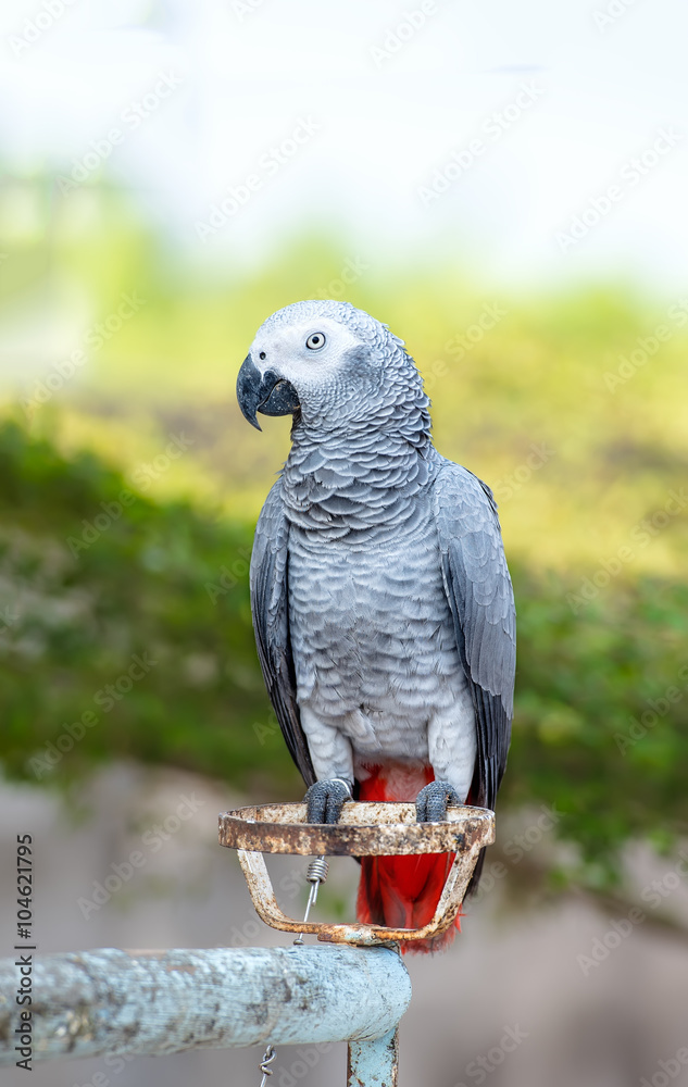Obraz premium African Grey Parrot