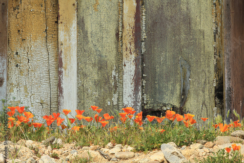 Fototapeta Naklejka Na Ścianę i Meble -  Bright orange California poppies growing alongside a weathered wooden fence.