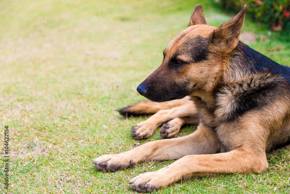 German Shepherd dog lying on the green grass German Shepherd dog lying on the green grass