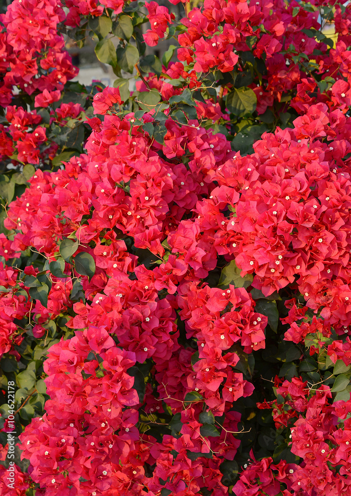 Purple bougainvillea flower Purple bougainvillea flower