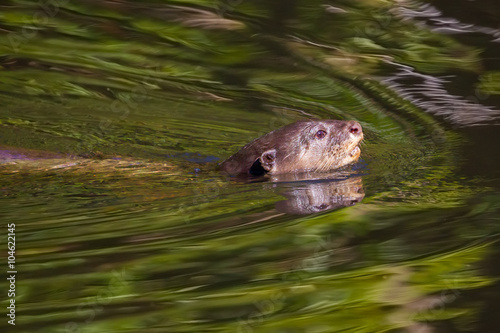 Close up of Smooth-coated otter(Lutrogale perspicillata) swimming © kajornyot