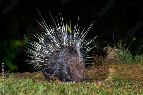 Close up of nocturnal animals Malayan porcupine(Hystrix brachyura) in real nature  photo