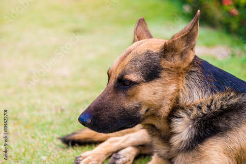 German shepher dog in park © themorningglory