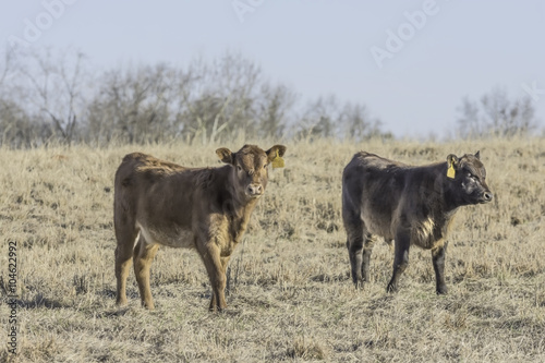 Two calves in a dormant winter pasture