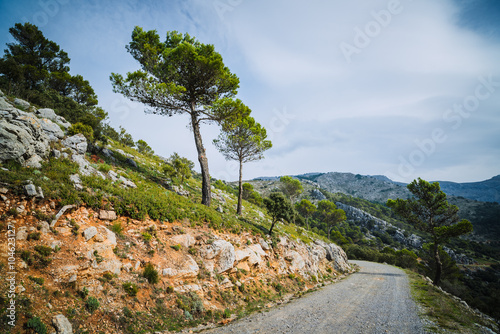 Small deserted road in the National Park of the Sierra de las Nieves. Andalusia. Spain photo