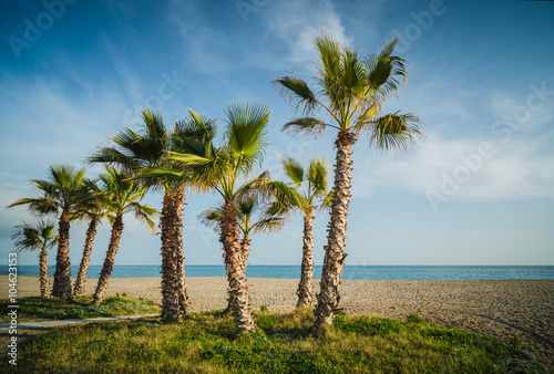 Obraz na plátně Palm trees on the beach of La Cala de Mijas. Andalusia. Spain