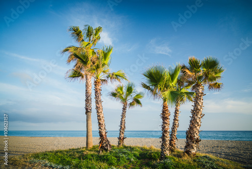Konstfotografi Palm trees on the beach of La Cala de Mijas. Andalusia. Spain