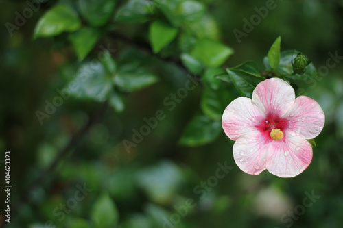 Pink Hibiscus Flower