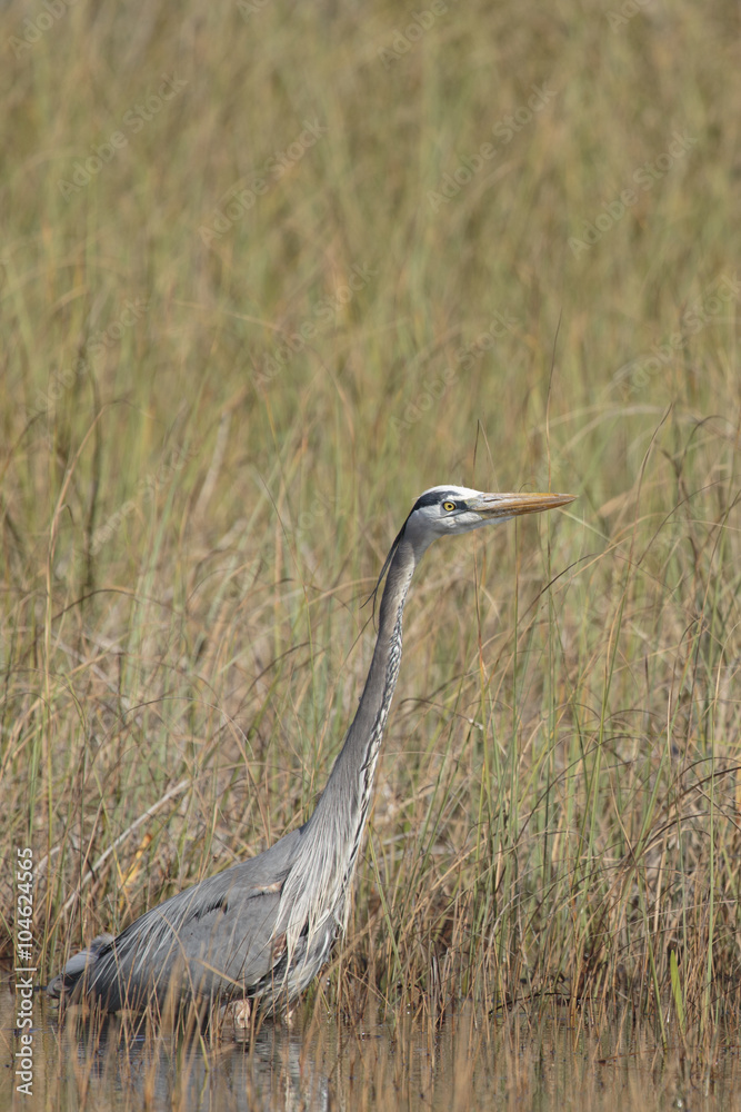 Fototapeta premium Great Blue Heron, Florida Everglades