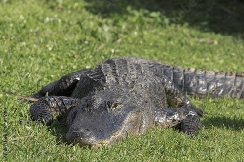 Alligator  Florida Everglades