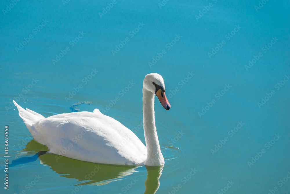 graceful white swan floating in the clear water of the lake graceful white swan floating in the clear water of the lake
