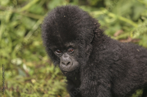 Baby Gorilla in the jungle of Rwanda