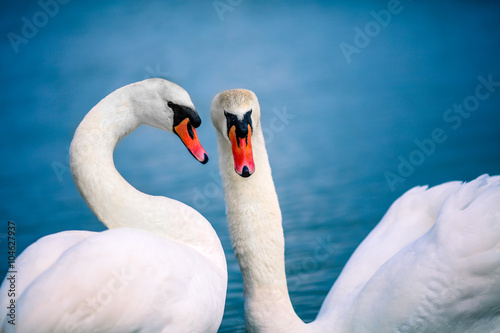 A pair of swans swimming in the lake