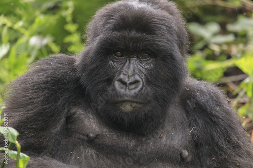 Adult gorilla in the jungle of Rwanda