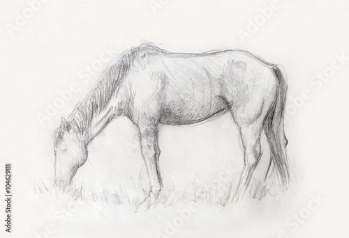 Draw pencil horse on old paper, And old vintage paper structure. © jozefklopacka