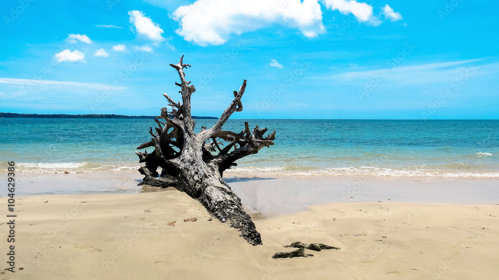 2004 Indian Ocean Tsunami uprooted tree at Andaman Beach, Wandoor, Port Blair, Andaman and Nicobar Islands, India, Asia. 2004 Indian Ocean Tsunami uprooted tree at Andaman Beach, Wandoor, Port Blair, Andaman and Nicobar Islands, India, Asia.