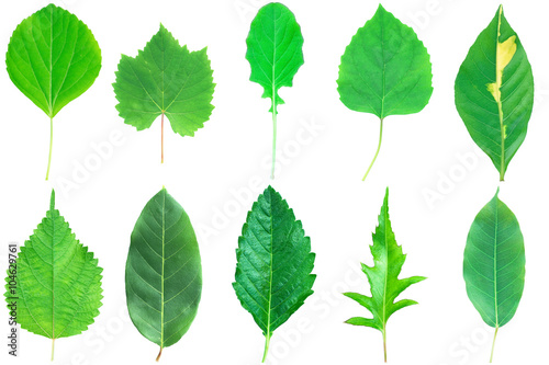Collection of green leaves with stem isolated on white