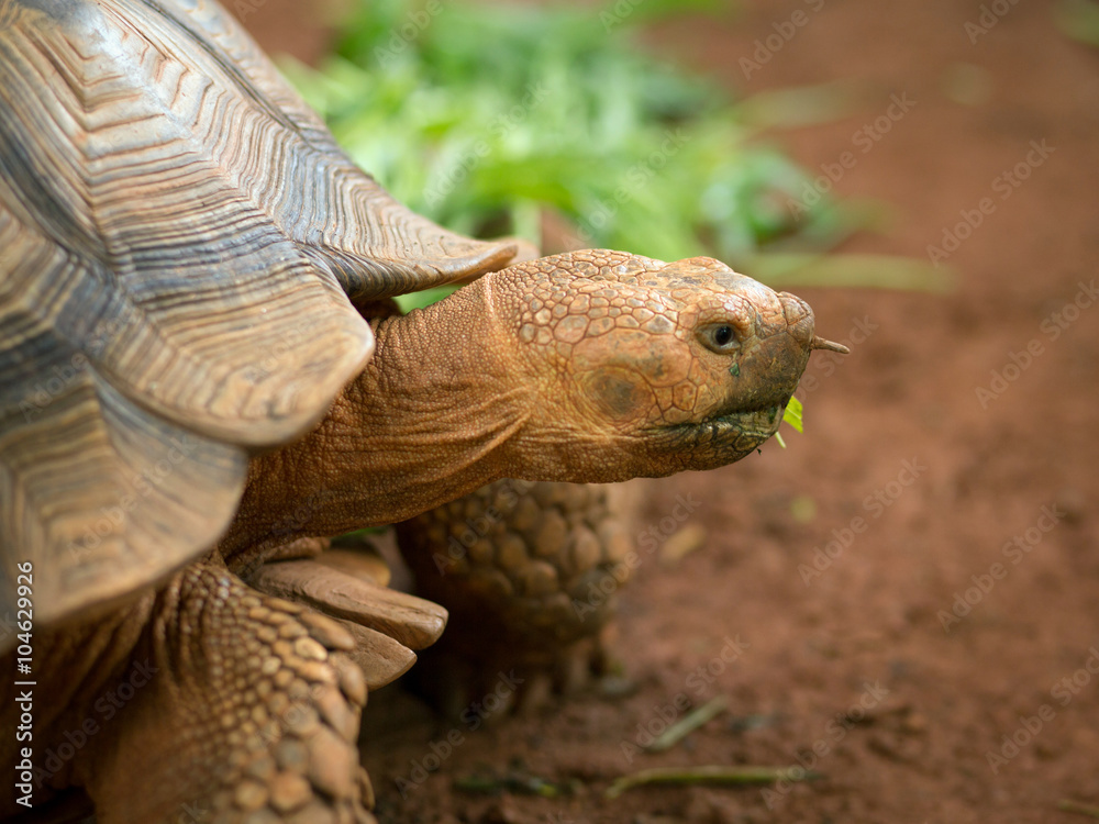 Obraz premium turtle