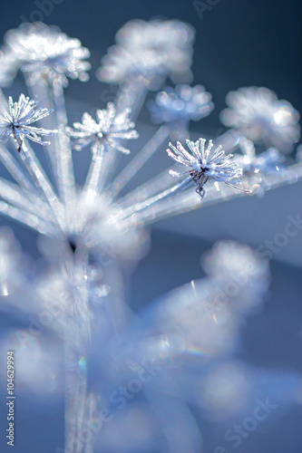 Frozen flower in blue tone, very shallow focus