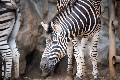 zebra