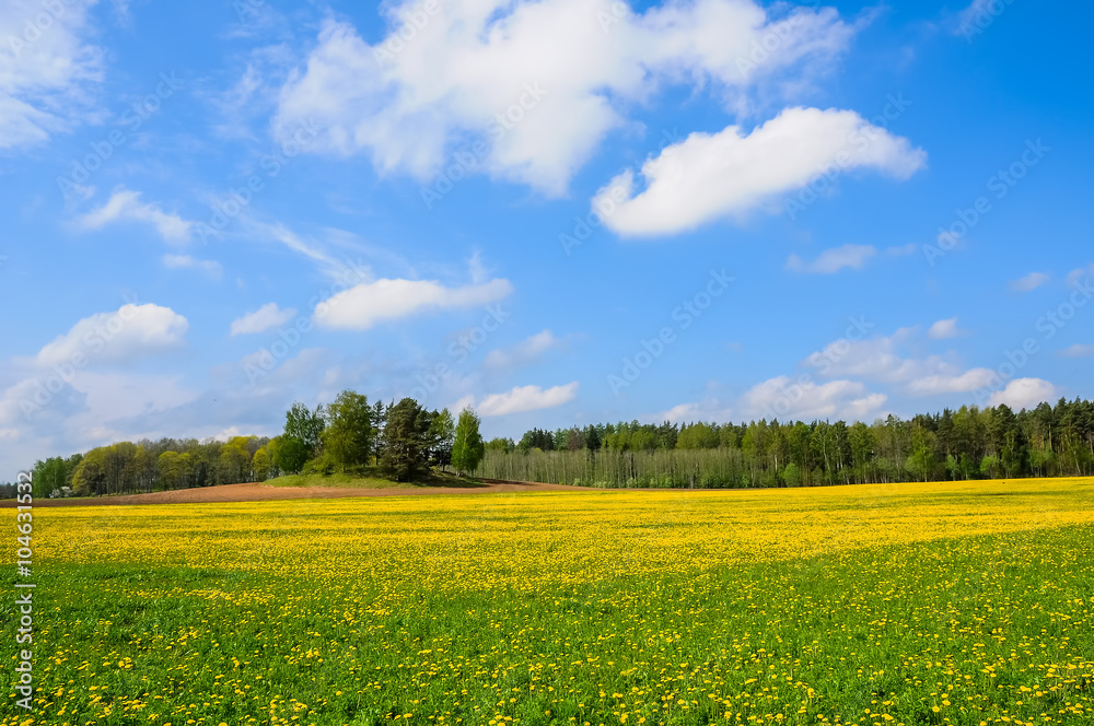 Dandelion field, Latvia Dandelion field, Latvia