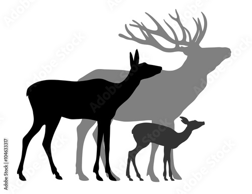Deers