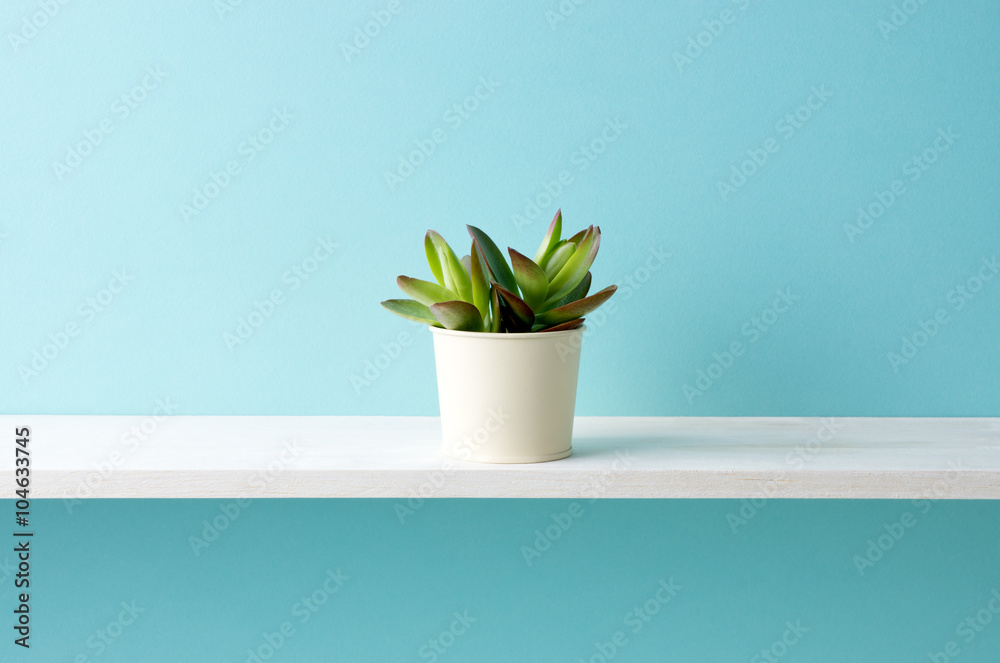 青い背景と棚と多肉植物stock Photo Adobe Stock