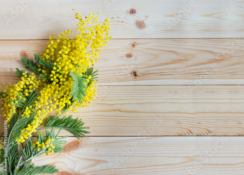 a sprig of mimosa on wooden background