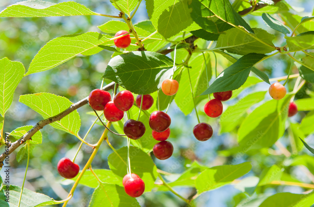 Red cherries on the branch, sunny summer day