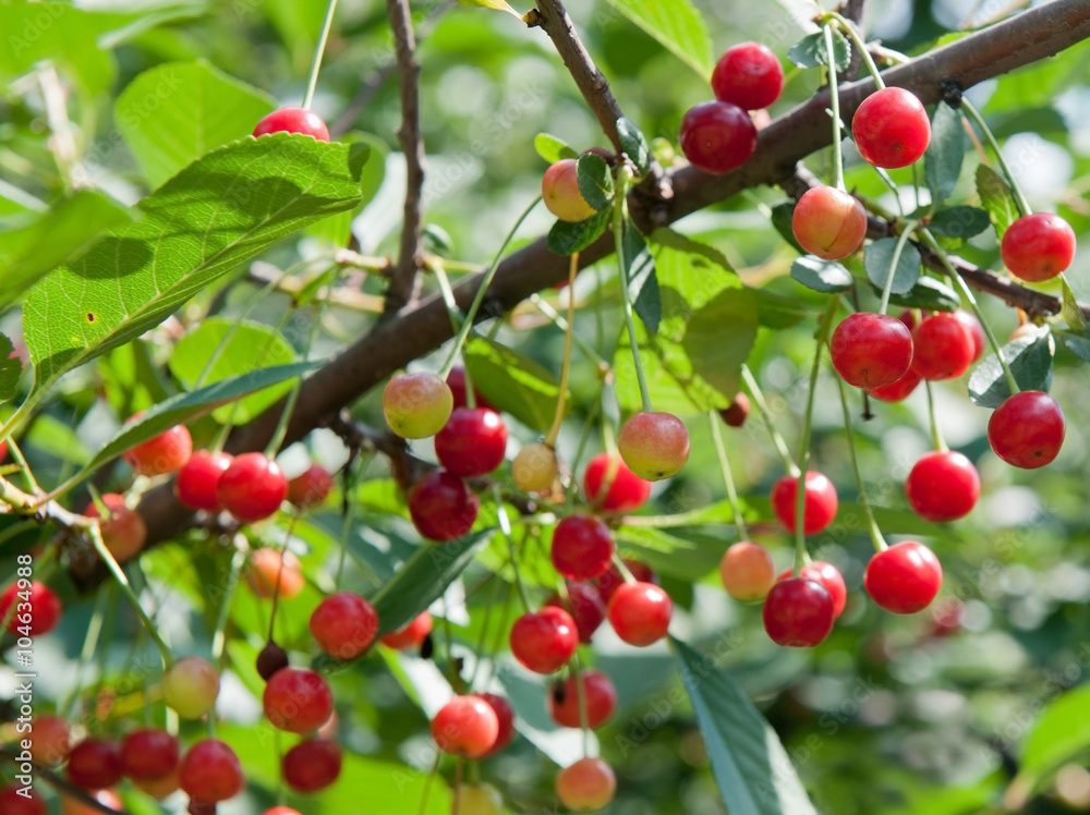 Red cherries on the branch, sunny summer day Red cherries on the branch, sunny summer day