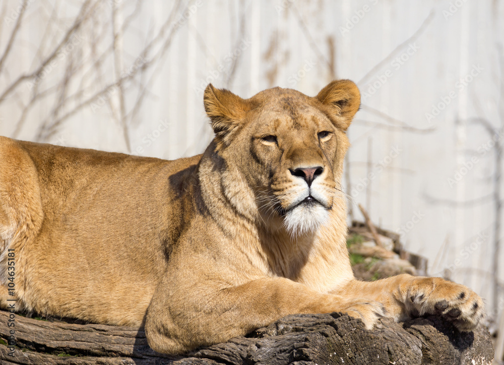 Obraz premium Lioness