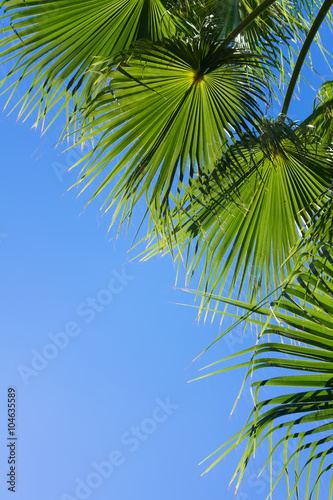 palm tree on blue 