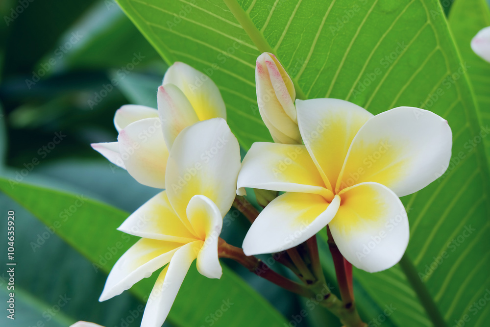 white frangipani tropical flower, plumeria flower fresh blooming white frangipani tropical flower, plumeria flower fresh blooming