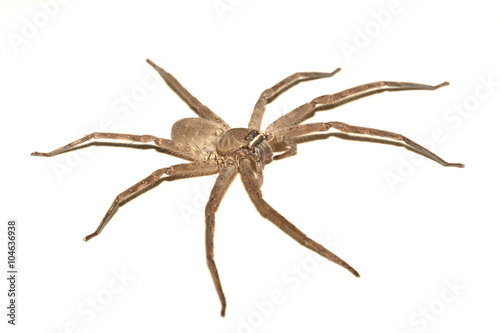 One spider isolated on white background