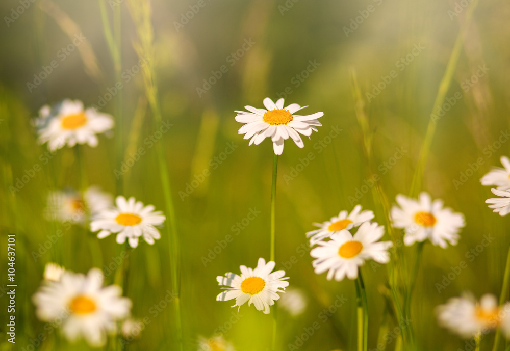 Blooming chamomiles field at sunshine, shallow depth of field