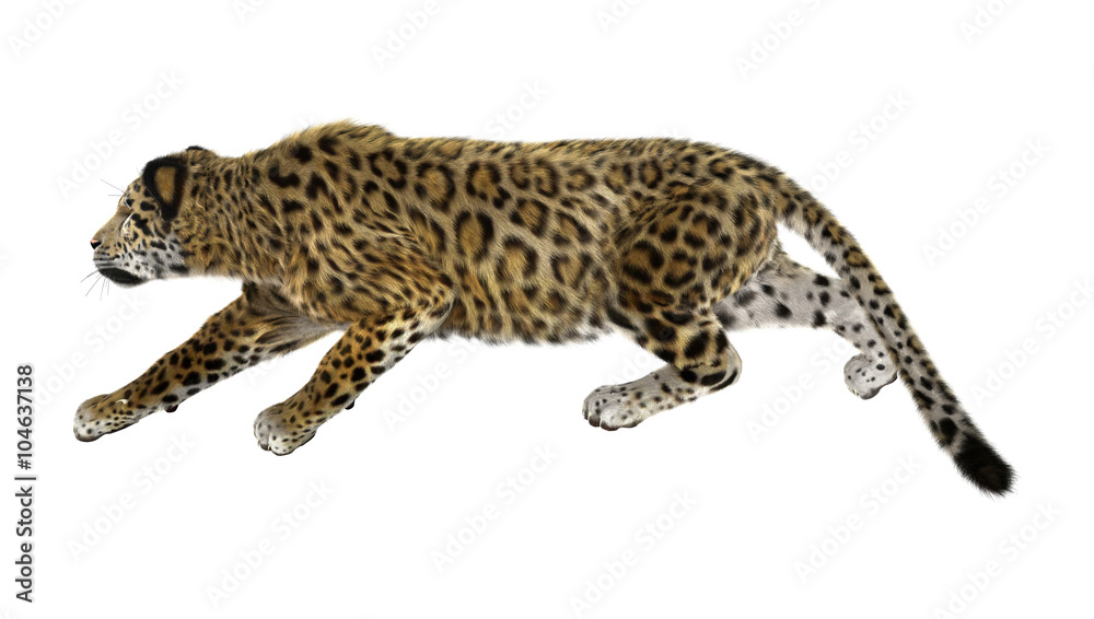 Fototapeta premium Big Cat Jaguar on White