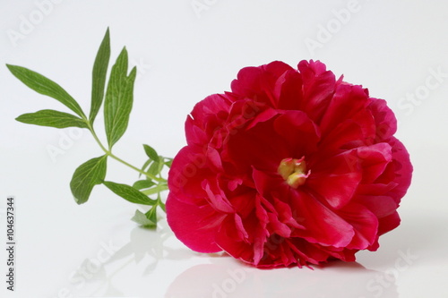 Red peony flower on a white background.
