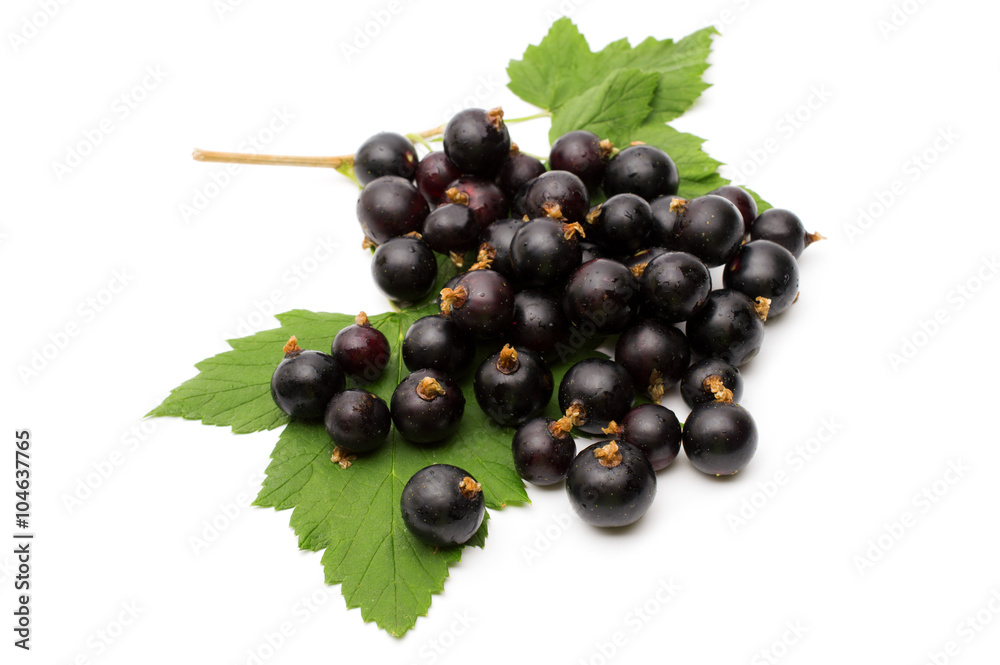 Branch of black currant on a white background. Branch of black currant on a white background.