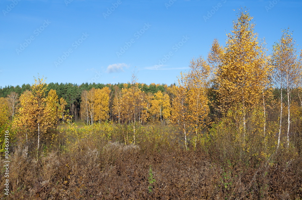 Autumn landscape with birches 