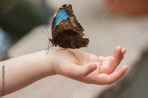Himmelsfalter Schmetterling auf Kinderhand photo