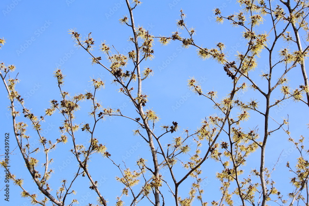 マンサクの花 マンサクの花