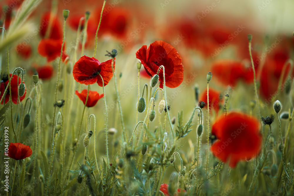 Obraz premium Maki kukurydziane na wiosnę