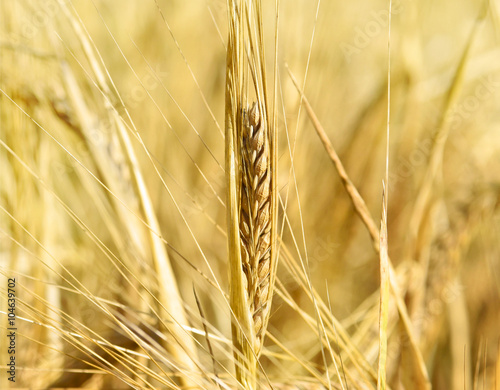 Ripe barley with selective focus and copy space. Barley field or wheat field in the sunset.