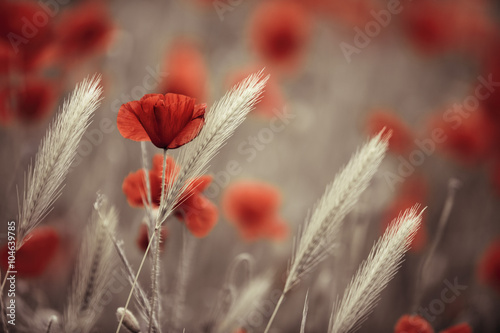 Fototapeta Naklejka Na Ścianę i Meble -  Klatschmohn im Frühling
