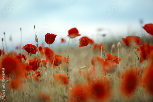 Fototapeta Naklejka Na Ścianę i Meble -  Klatschmohn im Frühling